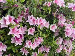 Image result for Rhododendron pulchrum