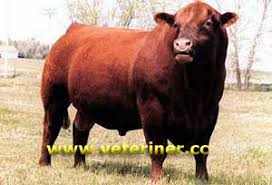 Angus Aberden Sigir Irki Www Veteriner Cc Otlak Evcil Hayvanlar Hayvanlar