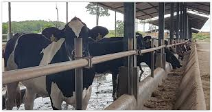 Ratings by 14 the holstein milk company sdn bhd employees. Holstein Milk Company Pengeluar Susu Segar Jenama Farm Fresh
