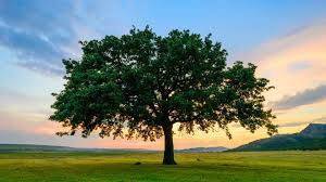 One of the best trees for a small space has to be a japanese maple, karam says. 12 Fast Growing Shade Trees Arbor Day Blog