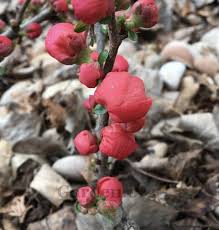 Texas scarlet flowering quince chaenomeles speciosa 'texas scarlet' height: Flowering Quince Chaenomeles Texas Scarlet Garden Org