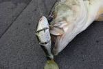 Best Trout Lures - The Ultimate Trout Tacklebox - m