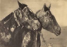 See more ideas about world war, world war i, gas mask. Brookeusa The Veterinary Corps Poison Gas World War I Centennial