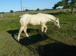 East Tx Farm Garden Craigslist Palomino Horse Palomino Farm Gardens