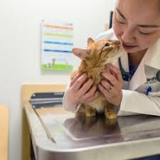 Beach pet hospital utilizes the latest technologies and most current techniques to practice the highest level of medical care possible for your pet. The Best 10 Veterinarians Near Bay Beach Veterinary Hospital In Virginia Beach Va Yelp