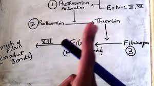 Easiest Explanation On Blood Clotting Mechanism Youtube