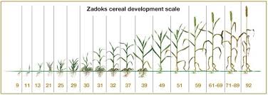 Image Result For Growth Stages Of Wheat Stage Chart