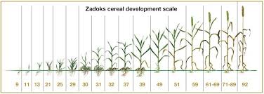 image result for growth stages of wheat stage chart