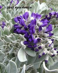 A silver variety called 'silver peso' is occasionally available for sale here. Plant This Silver Peso Texas Mountain Laurel Shines In Spring Digging
