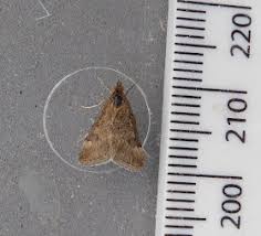 Image result for Pyrausta despicata