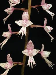 Image result for Stenoglottis