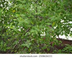 Image result for Sonneratiaceae