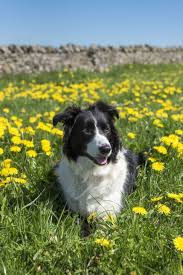 These Dog Breeds Are The Most Intelligent Experts Say Smartest Dog Breeds Dog Breeds Medium Smart Dog