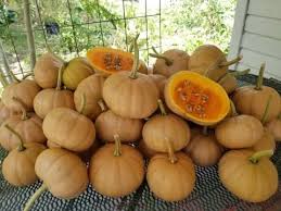Zucchini is considered a summer squash and grows in bush form, rather than a vine. Amazing Seminole Pumpkin The Easiest Thing To Grow In Florida Youtube