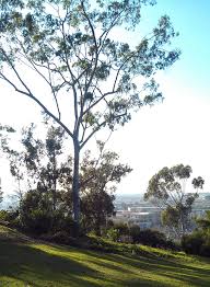 Image result for Eucalyptus citriodora