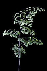 Image result for Adiantum poiretii