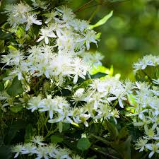 Image result for Cleome monophylloides