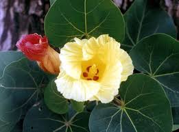 Image result for Thespesia populneoides