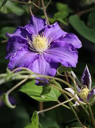 Maybe you would like to learn more about one of these? Clematis Fujimusume Clematis Fujimusume Baumschule Horstmann