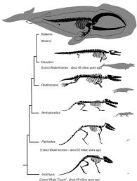 Pin By Marty91 On Natural History Evolution Prehistoric