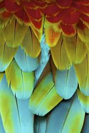 Birds Of A Feather Song Original By Nate Cooper Color Palette Generator Split Complementary Color Scheme Parrot Feather