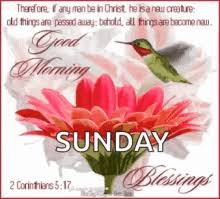 Find the perfect good morning blessings, including sunday morning blessings and every day of the week. Sunday Morning Blessings Gifs Tenor