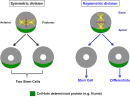 Maybe you would like to learn more about one of these? Symmetric Vs Asymmetric Cell Division In Epithelial Cells Schematic Download Scientific Diagram