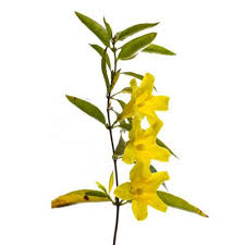 Image result for Gelsemium