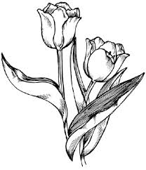 This will form the tulip's stem. How To Draw A Tulip Howstuffworks