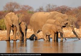 Maybe you would like to learn more about one of these? Elephants Drinking Water Royalty Free Image 12333738 Panthermedia Stock Agency