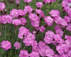 As the name indicates this is a small dianthus that sports double medium pink fragrant blooms in the spring with olive colored evergreen foliage. Dianthus Tiny Rubies Bluestone Perennials