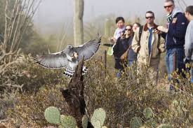 Do you first go through the pollination garden filled with bees, butterflies and moths, or visit the several exhibits of. Arizona Sonora Desert Museum Tucson Attractions