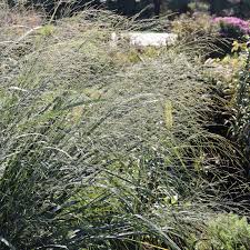 Image result for Panicum pole-evansii