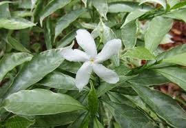 Image result for Tabernaemontana