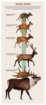 Evolusi Prehistoric Animals Ancient Animals Prehistoric Wildlife