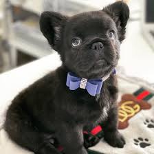 Our french bulldogs live in our home in a cage free environment with lots of socialization and love. Baluga Rare Fluffy French Bulldog Puppy Tiny Paws