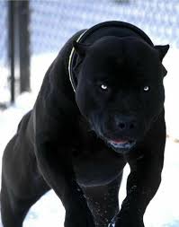 Black Dog 2020 Kopek Turleri Nadide Hayvanlar Pitbull