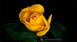 flower blooming에 대한 이미지 검색결과