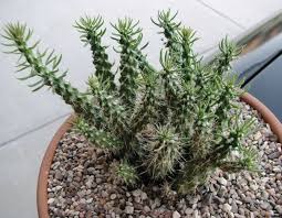 My mother broke off 2 very small arms and i planted them in. Cylindropuntia Spp Mini Cholla Cactus Succulents Full Sun Hardy To 15 Degrees Magenta Pur Cactus And Succulents Growing Succulents Cacti And Succulents