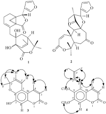 Image result for Ptaeroxylaceae