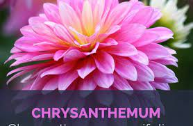 Chrysanthemum Facts And Health Benefits