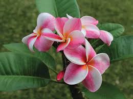 Image result for Plumeria