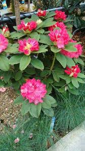 Free germania) or germanic barbaricum to distinguish it from the roman provinces of the same name. Buy Rhododendron Germania Bright Pink Flowering Buy Online Uk