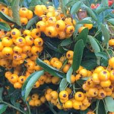 Image result for Pyracantha coccinea soleil d'or