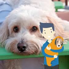 Maybe you would like to learn more about one of these? Best Cockapoo Rescues Where To Adopt Oodle Life