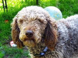 These puppies are 4th generation. About Labradoodles Mini Aussiedoodles And Australian Labradoodle Puppies Best Aussiedoodle Breeders In Washington State Portland Oregon