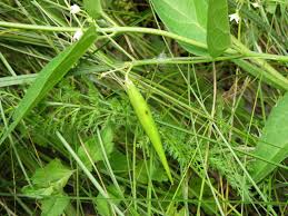 Image result for Vincetoxicum stenolobum