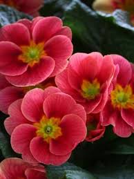 Primula Vulgaris Beautiful Flowers Beautiful Flowers Garden Primula
