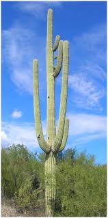 Because of its exterior, you will need thick gloves before handling. Comparative Analysis Of Load Adaptation Strategies In Columnar Cacti And Hardwood Trees