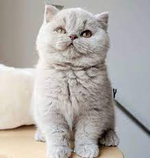 british shorthair ve scottish straight irki kedilerin arasindaki farklar kedi ajans blog kediler hakkinda a dan z ye